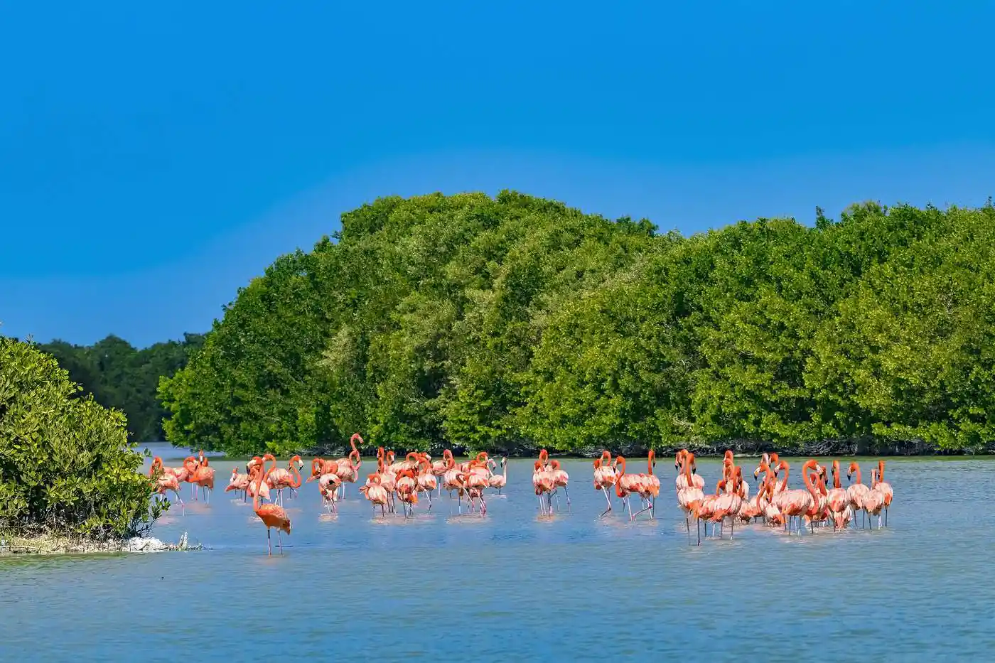 Reserva de la biósfera de Ría Celestún