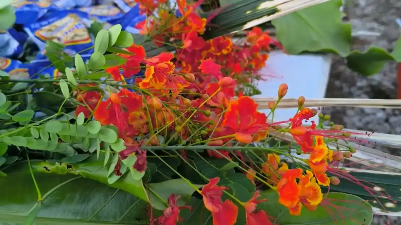 Flores naranjas