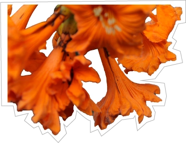 Estampa de flores